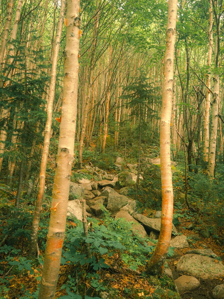 A rocky trail winding through sunlit birch trees