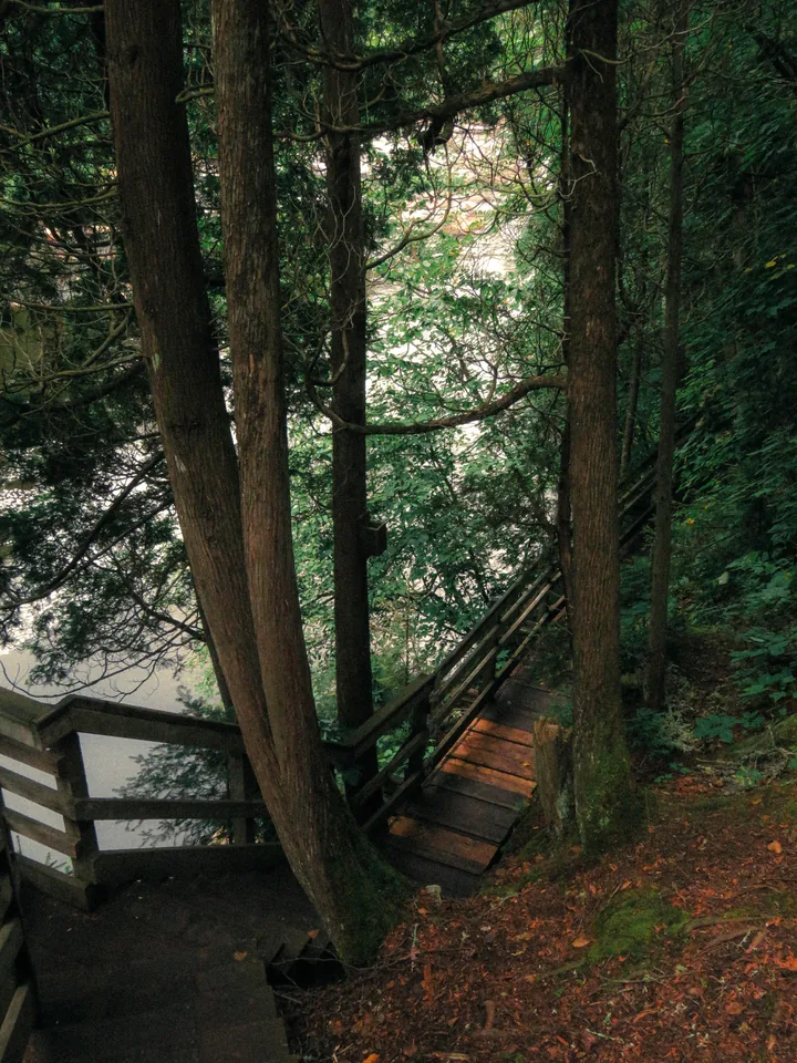 Wooden stairs descending through dark wet forest beside water