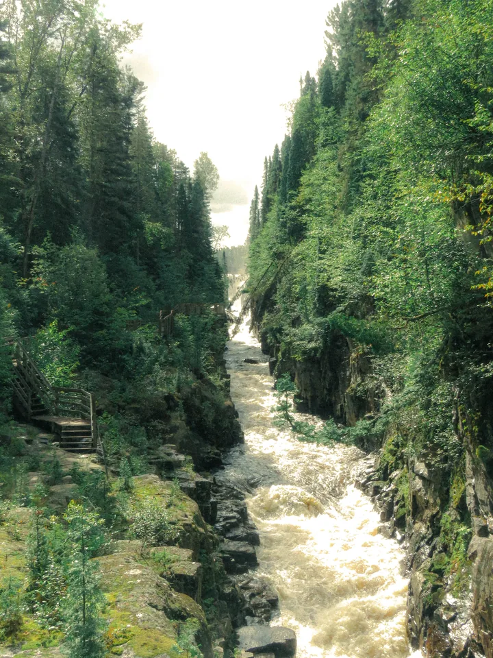 A bright fast river cutting through a steep forest gorge