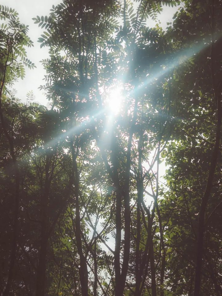 Bright rays of sunlight breaking through a leafy canopy